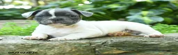 French Bulldog dogs for sale: Pierre - Ad 2