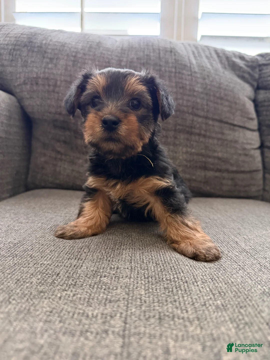Yorkshire Terrier dogs for sale: Yorkshire Terrier Puppy 1 - Ad 2