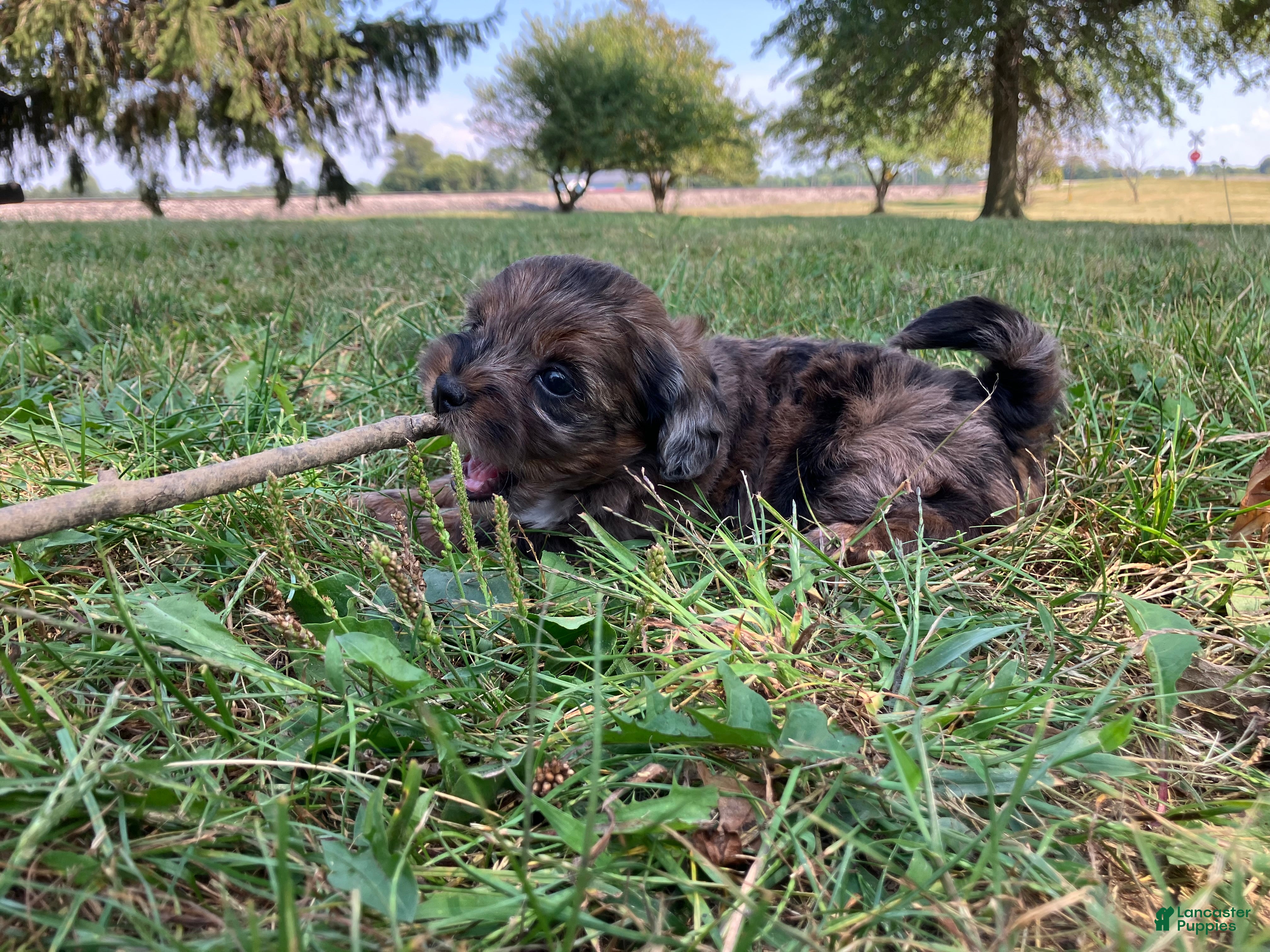 Shihpoo dogs May - Ad 2