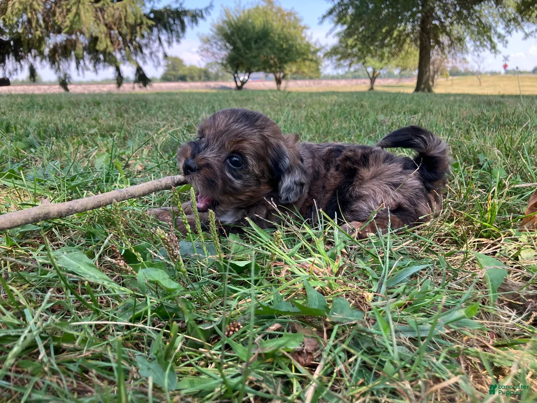 Shihpoo dogs for sale: May - Ad 2