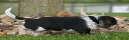 Beagle dogs for sale:  Cypress 🦴🐶 - Ad 13