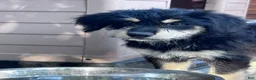 Mixed Breed dogs for sale: Pelusa - Ad 5