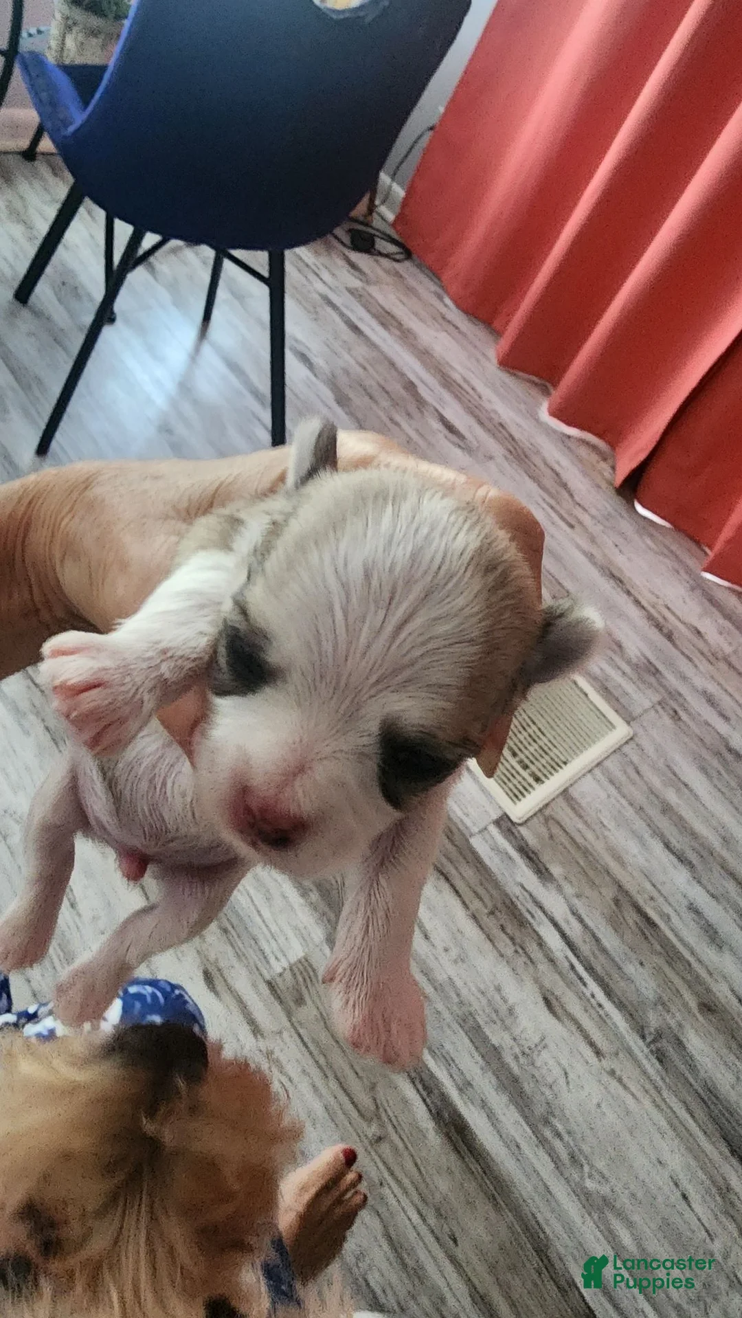 Morkie dogs for sale: Morkie 2 - Ad 1