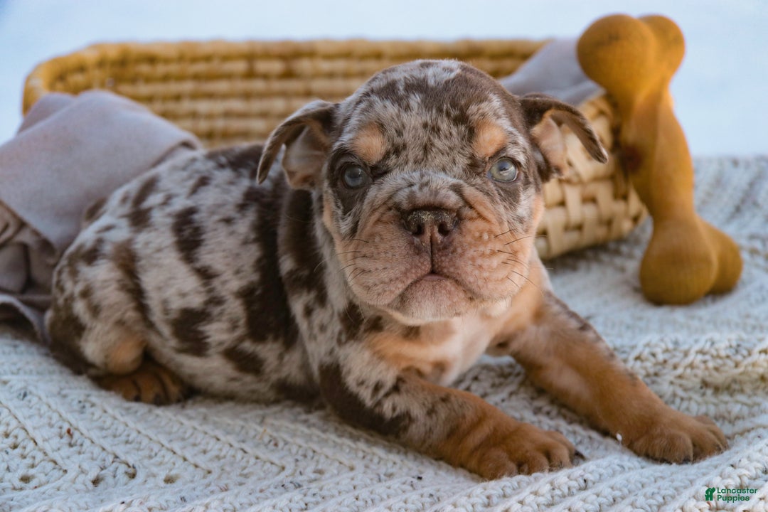 English Bulldog dogs for sale: Gaston - Ad 7
