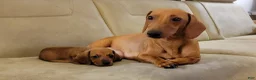 Miniature Dachshund dogs for sale: Frankie - Ad 9