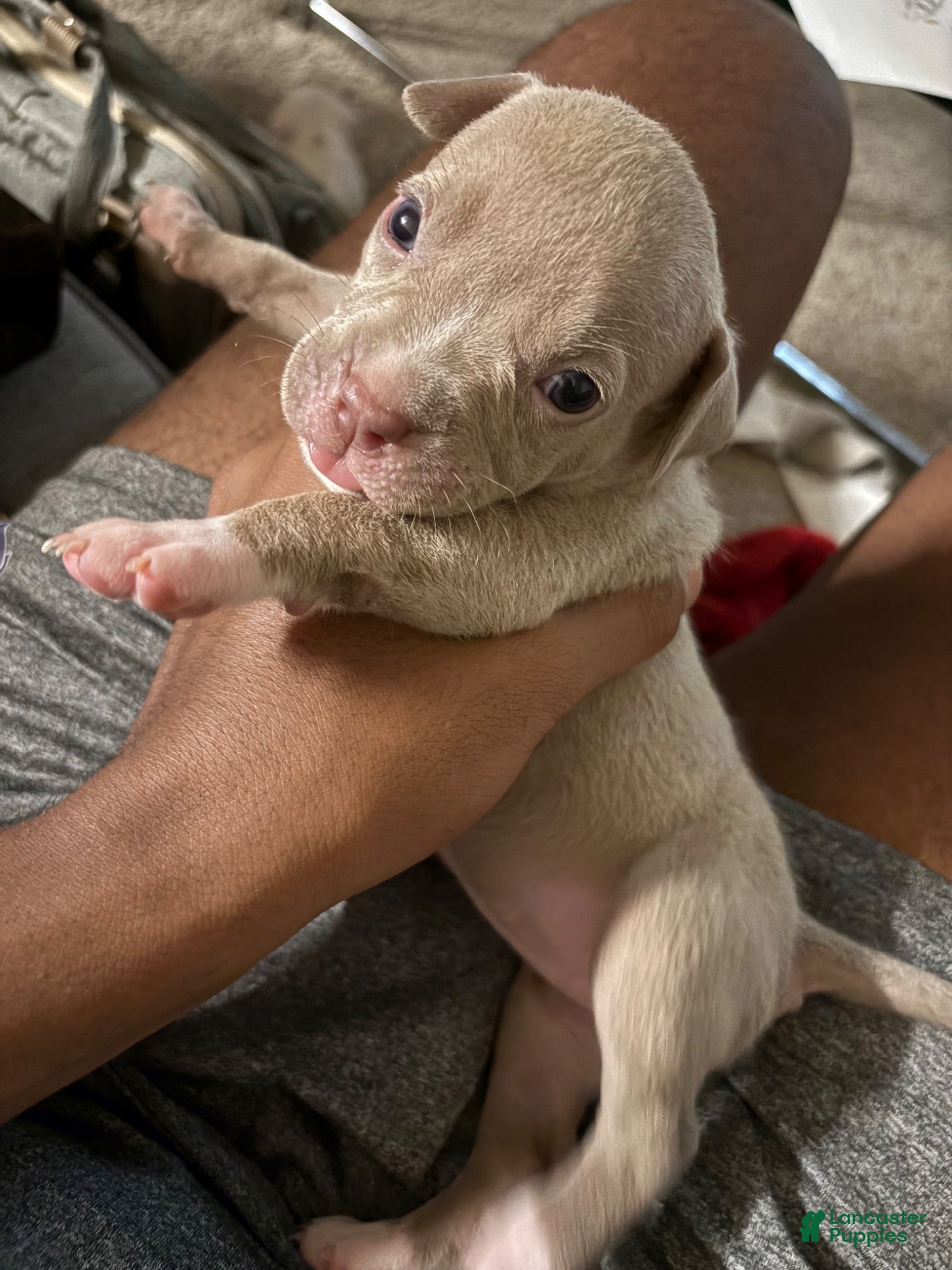 American Bully dogs American Bully 10 - Ad 38