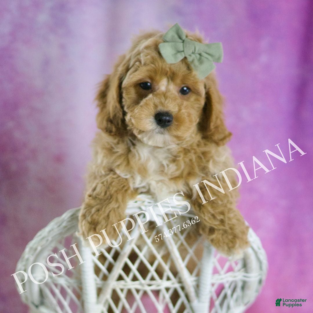 Miniature Poodle dogs for sale: Churro - Ad 6