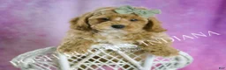 Miniature Poodle dogs for sale: Churro - Ad 6