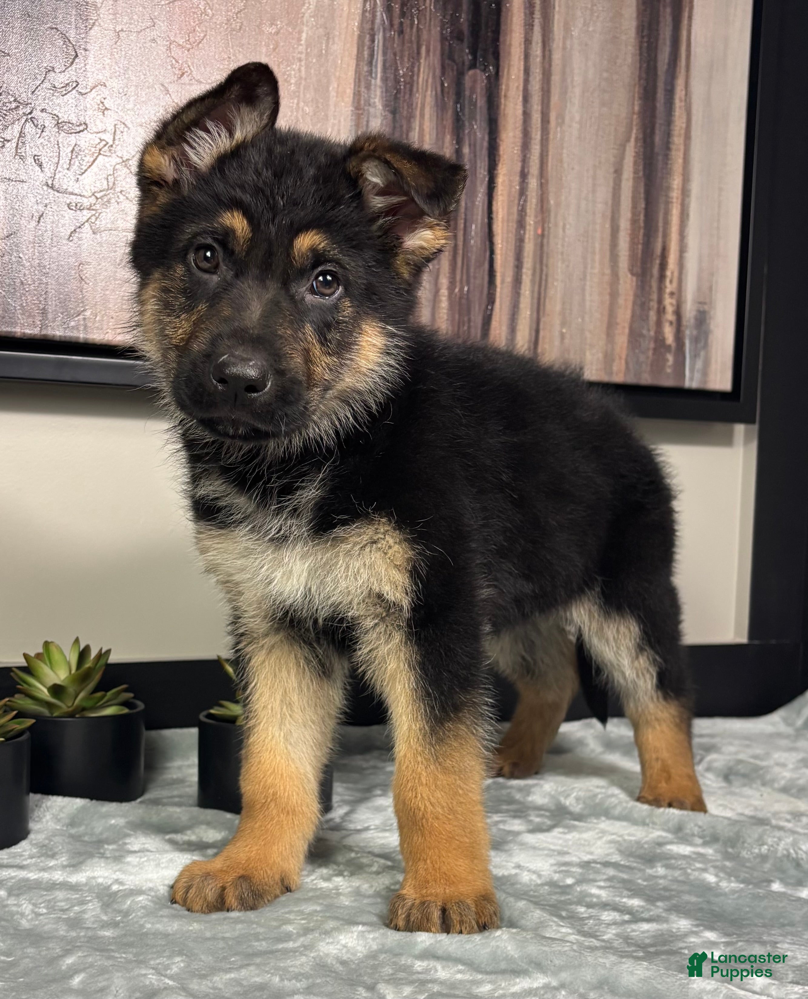 German Shepherd dogs  Boy 2: Joey  - Ad 25