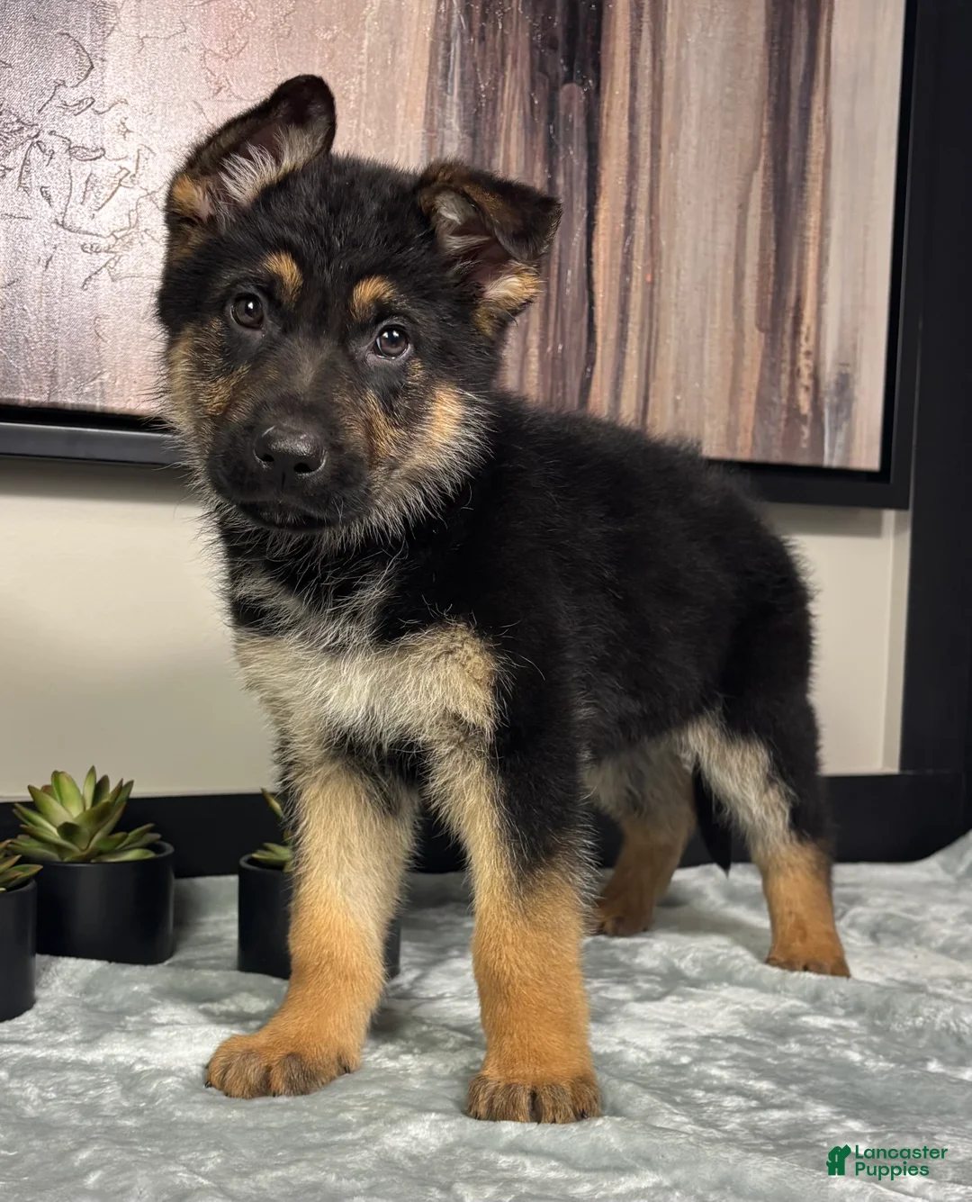 German Shepherd dogs for sale:  Boy 2: Joey  - Ad 1