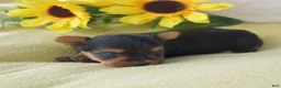 Yorkshire Terrier dogs for sale: Yorkshire Terrier 4 - Ad 3
