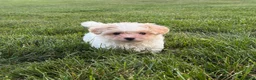 Teddy Bear dogs for sale: Riley - Ad 3