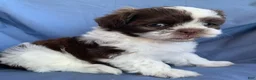 Shih Tzu dogs for sale: Mocha - Ad 7