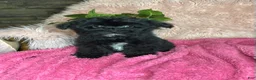 Yorkiepoo dogs for sale: Bubbles  - Ad 6