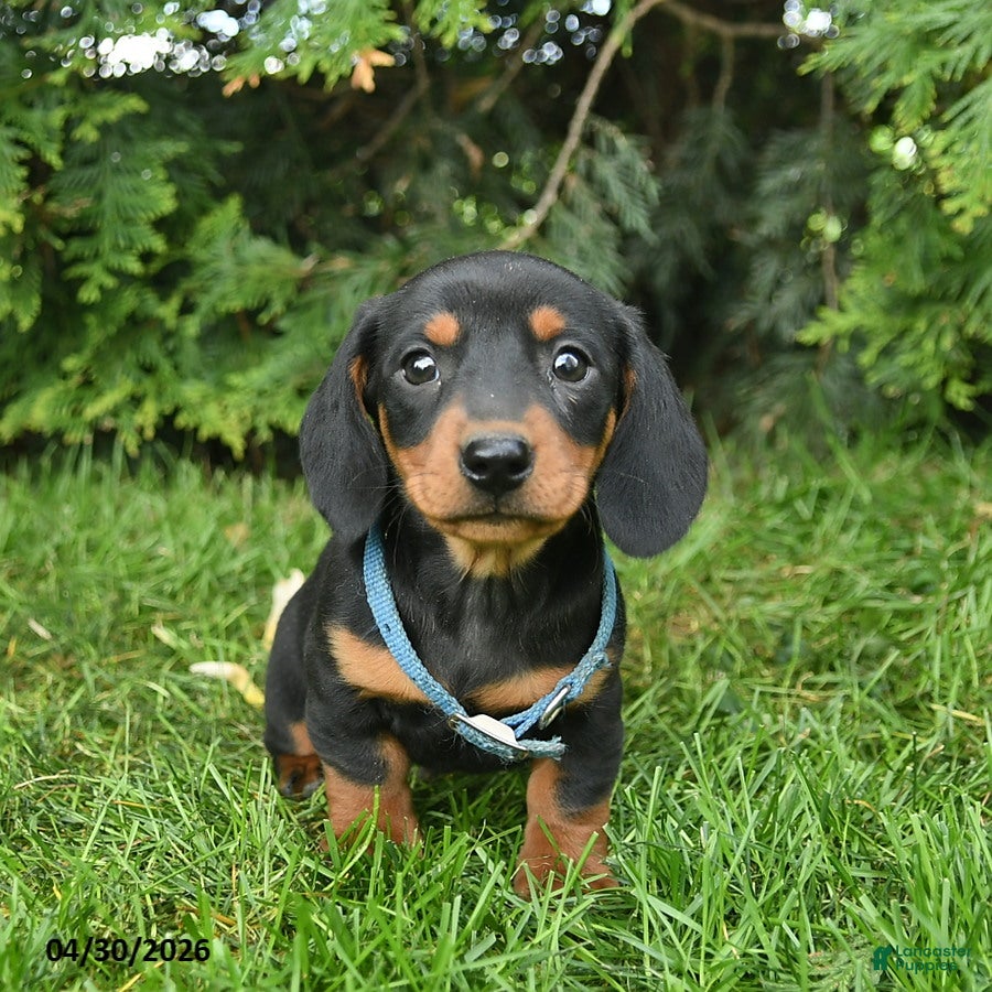 Miniature Dachshund dogs Lars  - Ad 1