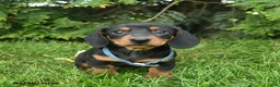 Miniature Dachshund dogs for sale: Lars  - Ad 1