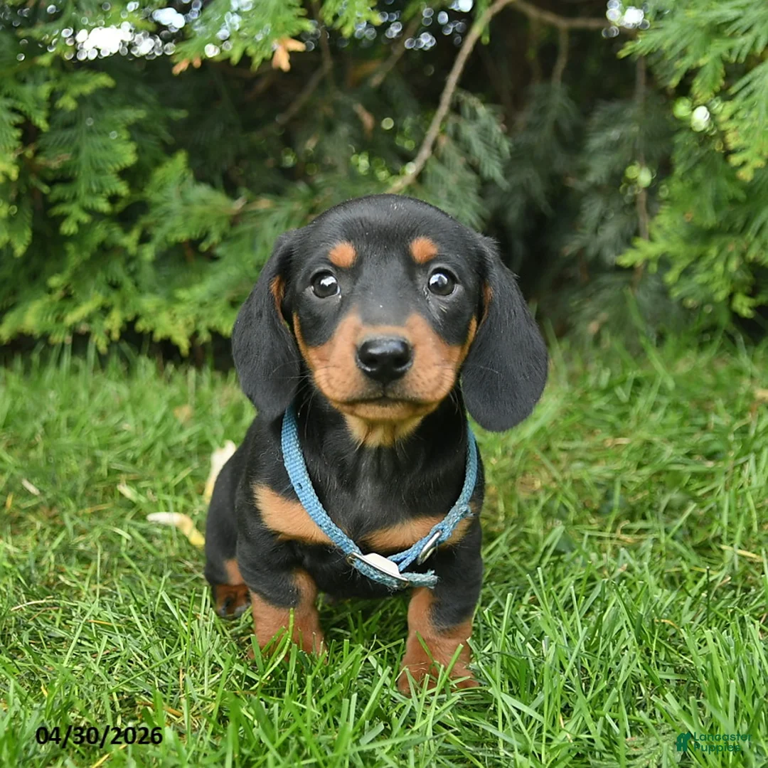 Miniature Dachshund dogs for sale: Lars  - Ad 1