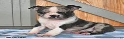Boston Terrier dogs for sale: Barry  - Ad 1