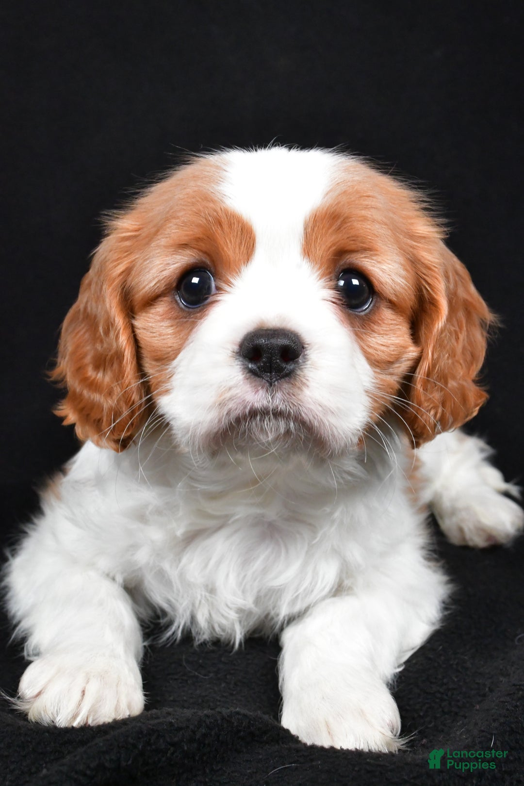 Cavalier King Charles Spaniel dogs for sale: Princess - Ad 2