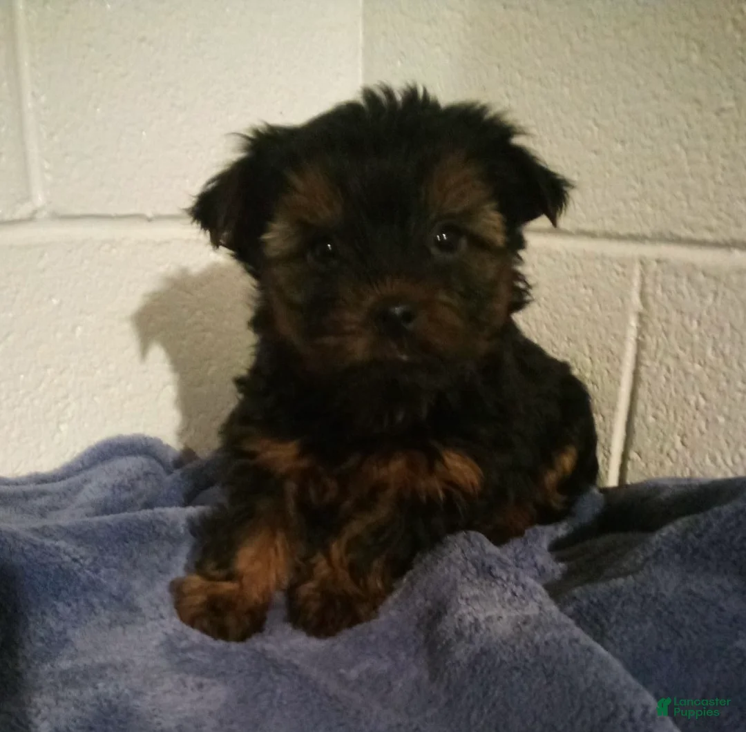 Yorkshire Terrier dogs for sale: Hunter - Ad 1