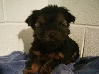 Yorkshire Terrier dogs Hunter - Ad 42