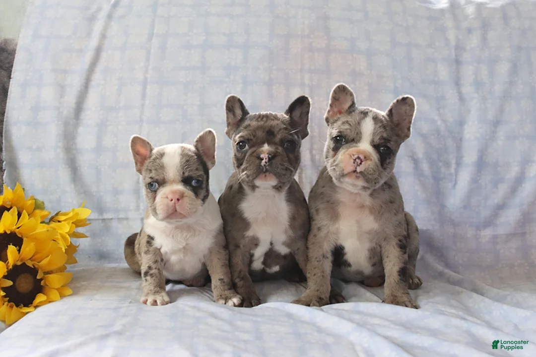 Frenchton dogs for sale: Louie - Ad 2