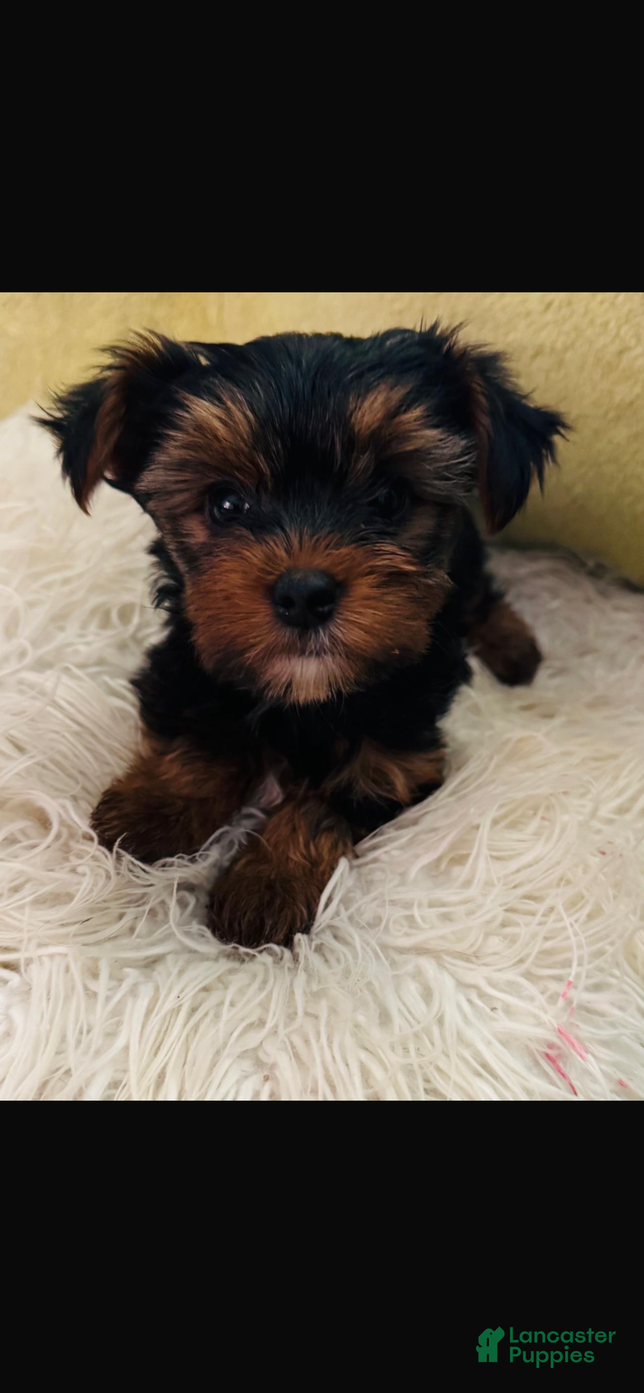 Yorkshire Terrier dogs Yorkshire Terrier Puppy Chanel - Ad 18