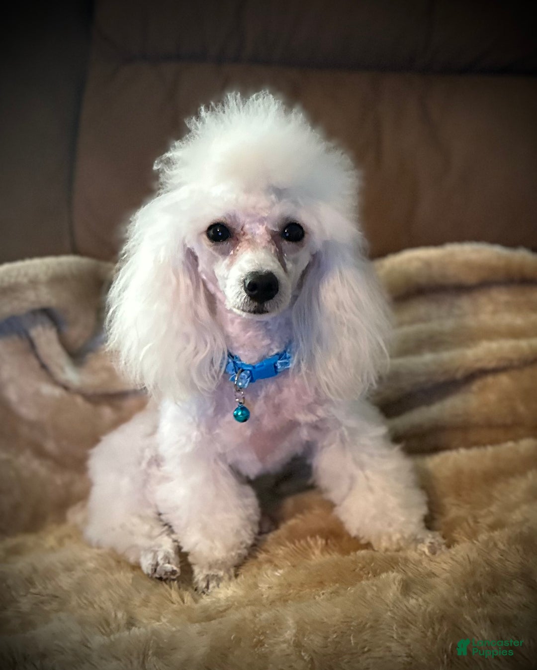 Toy Poodle dogs for sale: Lil Alaska - Ad 6