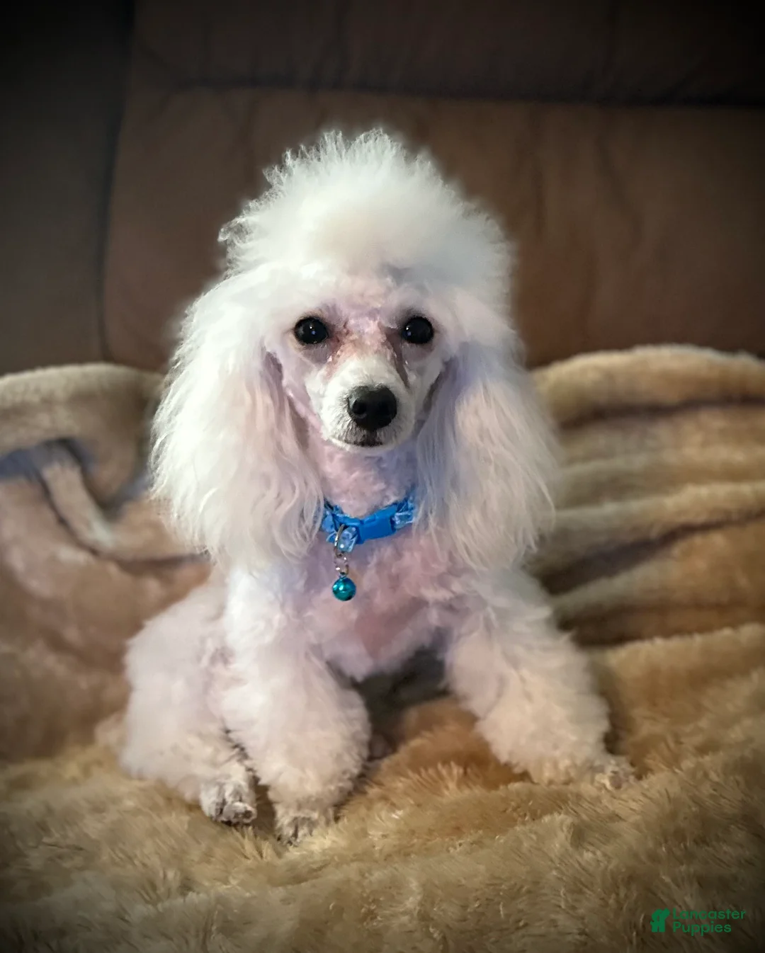 Toy Poodle dogs for sale: Lil Alaska - Ad 6