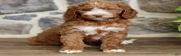 Goldendoodle dogs for sale: Janette  - Ad 1