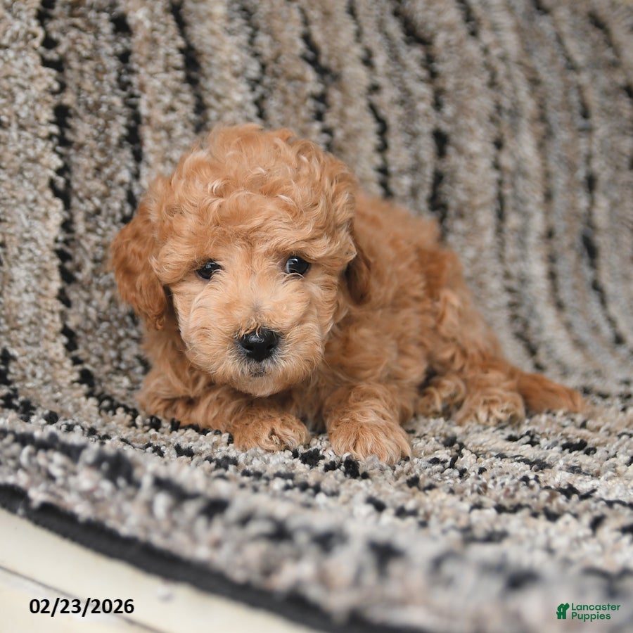 Bichpoo dogs Fancy - Ad 2