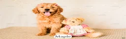 Goldendoodle dogs for sale: Maple - Ad 17