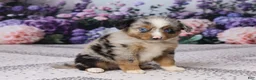 Miniature Australian Shepherd dogs for sale: Rex - Ad 3