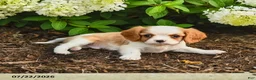 Cavalier King Charles Spaniel dogs for sale: Klondike Joy - Ad 3