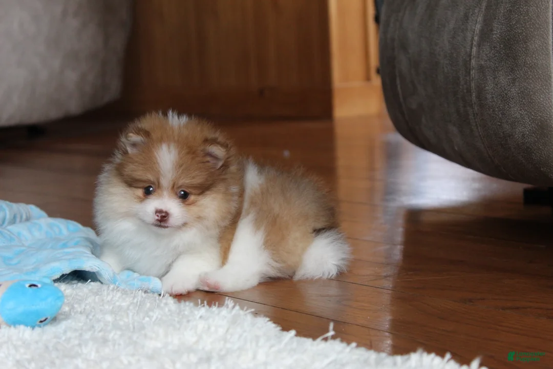 Pomeranian dogs for sale: Kenny - Ad 5
