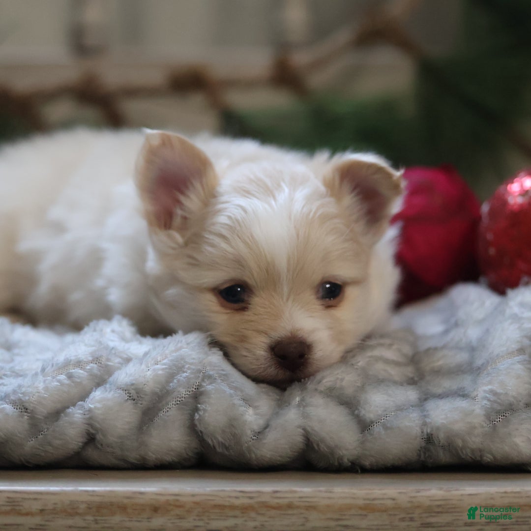 Maltipom dogs for sale: Kringle - Ad 9