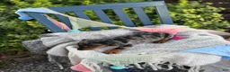 Miniature Dachshund dogs for sale: Tucker - Ad 10
