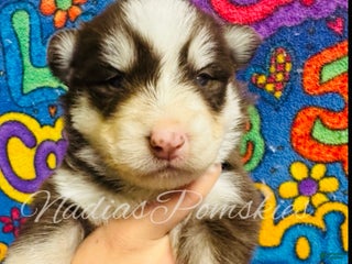 Pomsky dogs Pomsky Puppy 1 - Ad 5