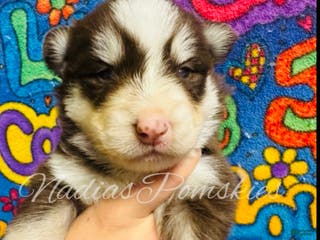 Pomsky dogs Pomsky Puppy 1 - Ad 30