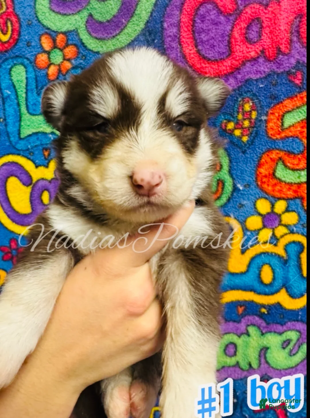 Pomsky dogs for sale: Pomsky Puppy 1 - Ad 1
