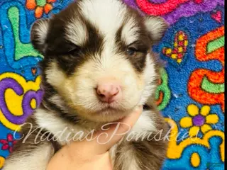 Pomsky dogs Pomsky Puppy 1 - Ad 28
