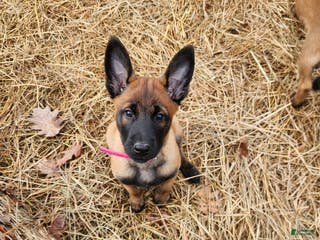 Belgian Malinois dogs Magenta - Ad 31