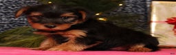 Yorkshire Terrier dogs for sale: Marlon - Ad 9