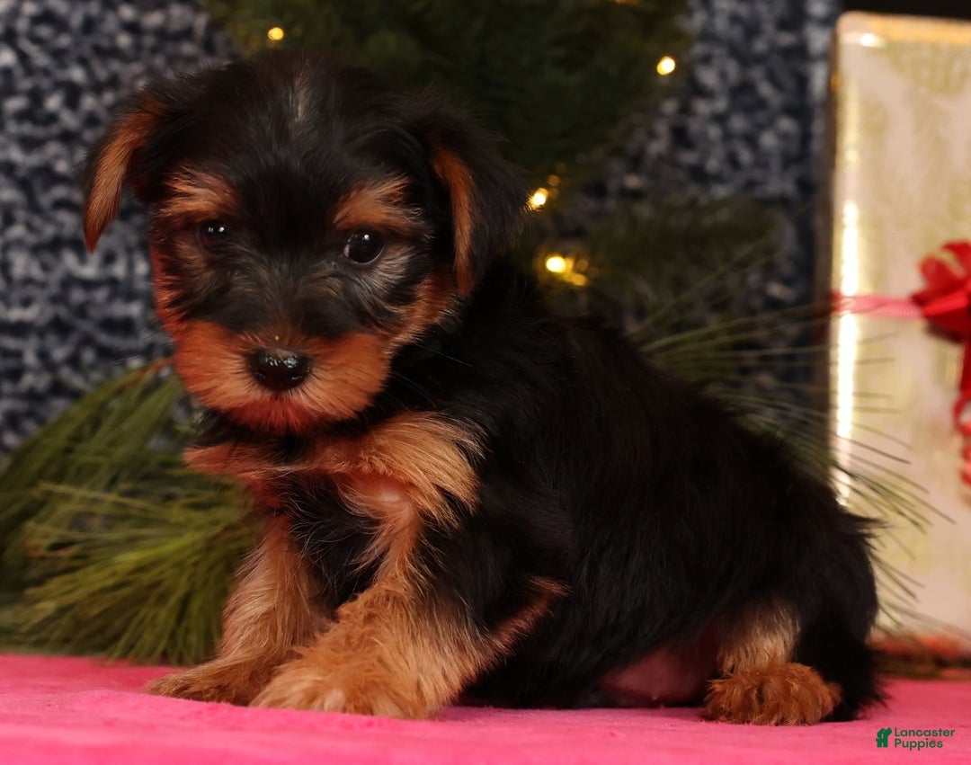 Yorkshire Terrier dogs for sale: Marlon - Ad 9
