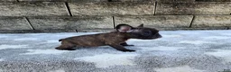 French Bulldog dogs for sale: Jazz - Ad 9