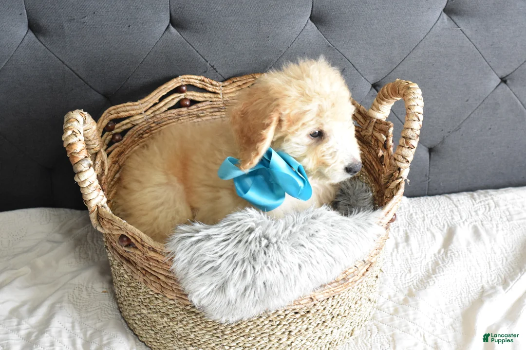 Goldendoodle dogs for sale: Goldendoodle Puppy 6 - Ad 2