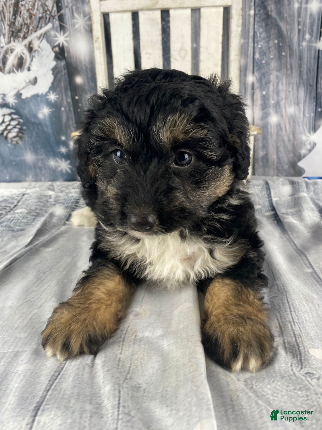 Aussiedoodle dogs for sale: Clarabell - Ad 2