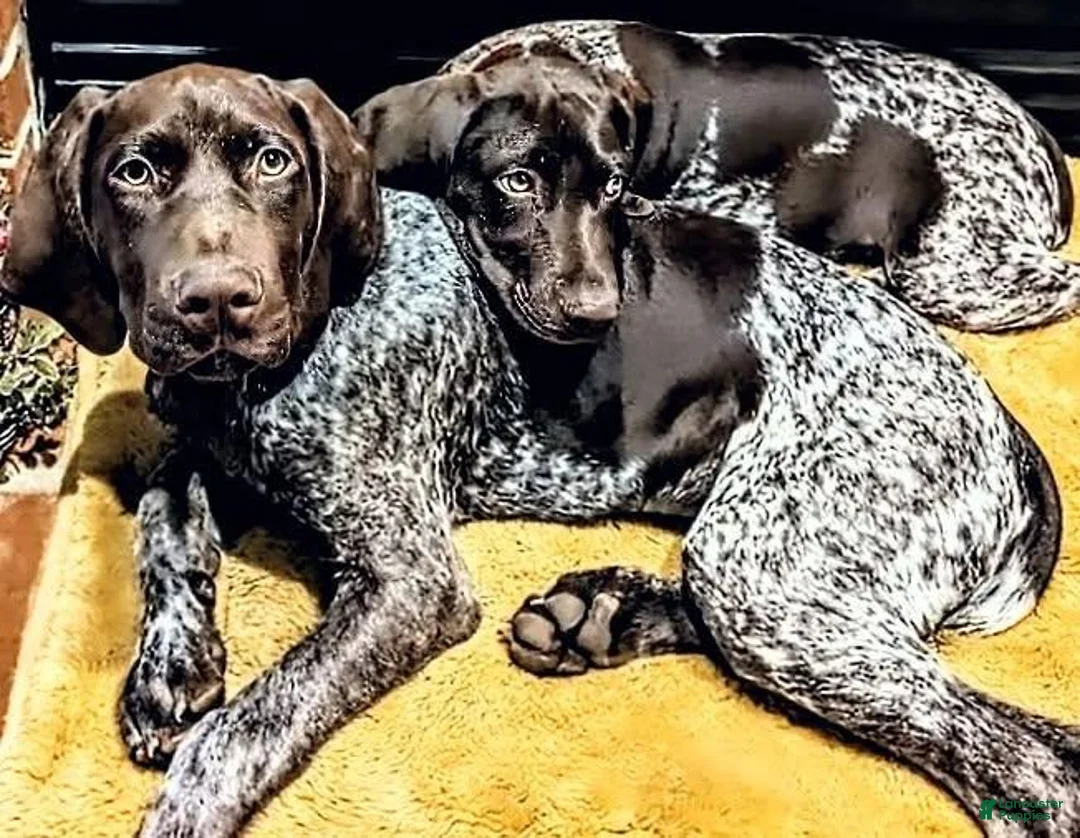 German Shorthaired Pointer dogs for sale: Smurf - Ad 3