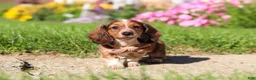 Dachshund dogs for sale: Benji - Ad 1