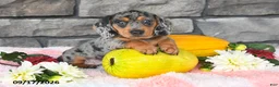 Miniature Dachshund dogs for sale: Freddie - Ad 3